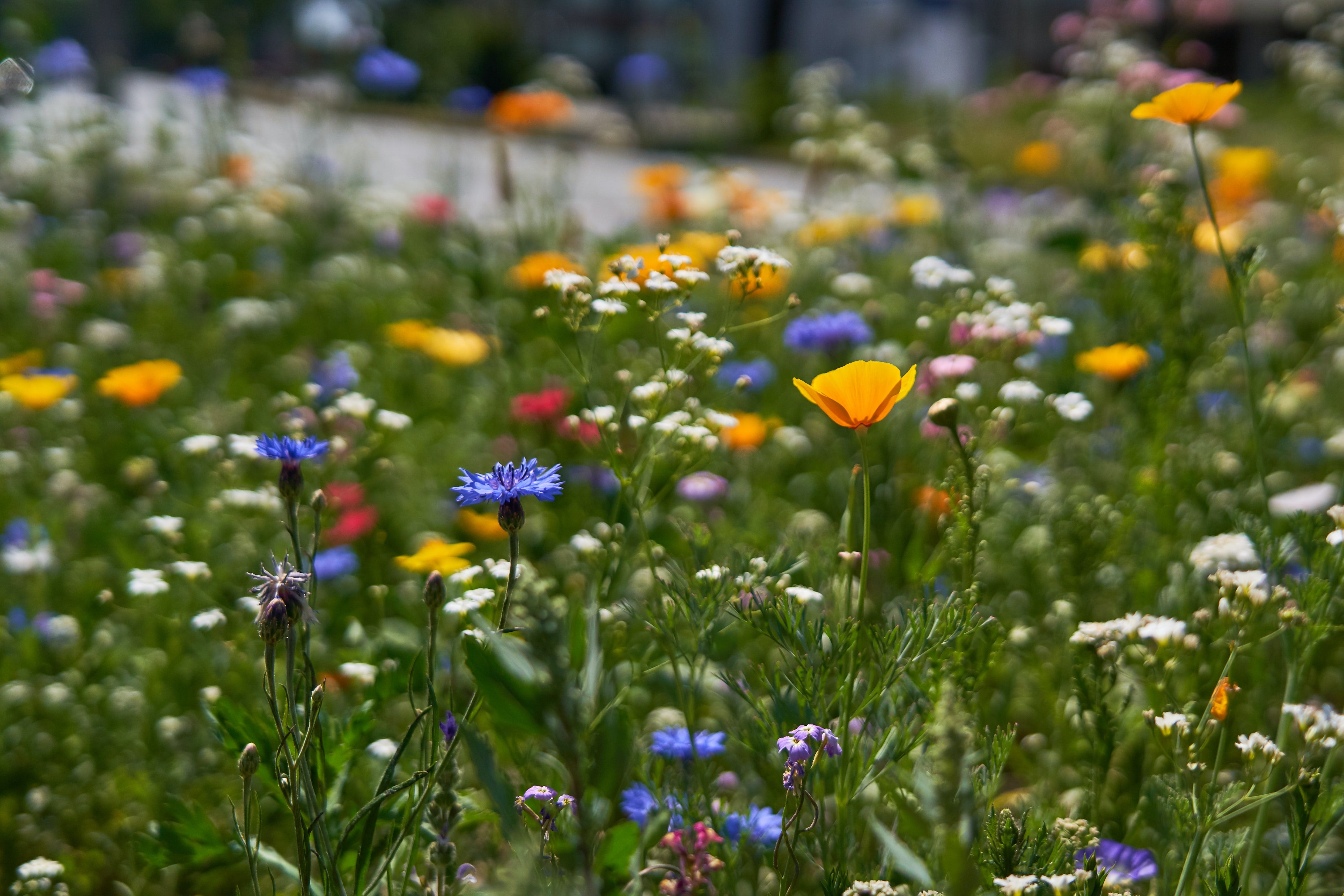 Blumenwiese