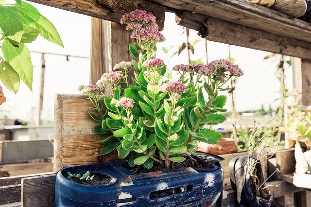 Urban Gardening