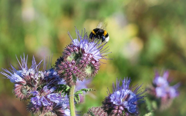 "Bienenfreund" heißt die lilablau blühende Phacelia im Volksmund. Bild von Thomas B. auf Pixabay