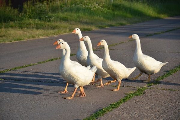 Gänse nutzen Straßen ohne das Wegerecht im Grundbuch zu kennen