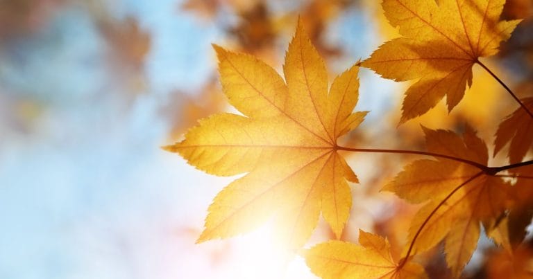 Blätter im Herbst 2023