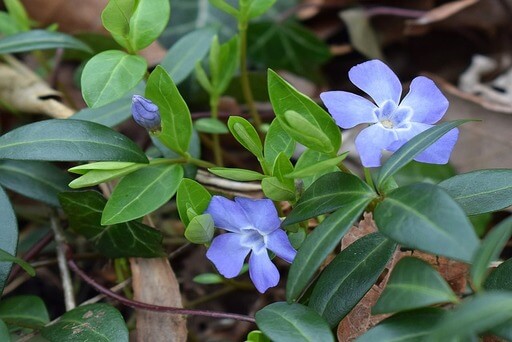 Man sieht eine rankende Bodendeckerpflanze namens Immergrün - mit glänzenden grünen Blättern und lilablassblauen Blüten. 