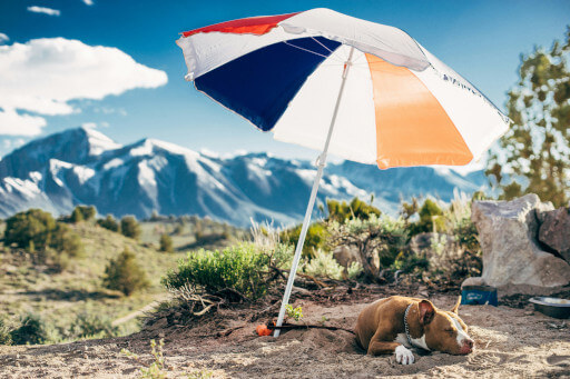 Ein Hund sucht vor einer Bergkulisse Sonnenschutz unter einem Schirm. 