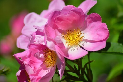 Eine Rose mit üppig blühenden, ungefüllten Blüten in hellem Pink. Die gut zugänglichen, großen, gelben Stempel laden Insekten ein. 